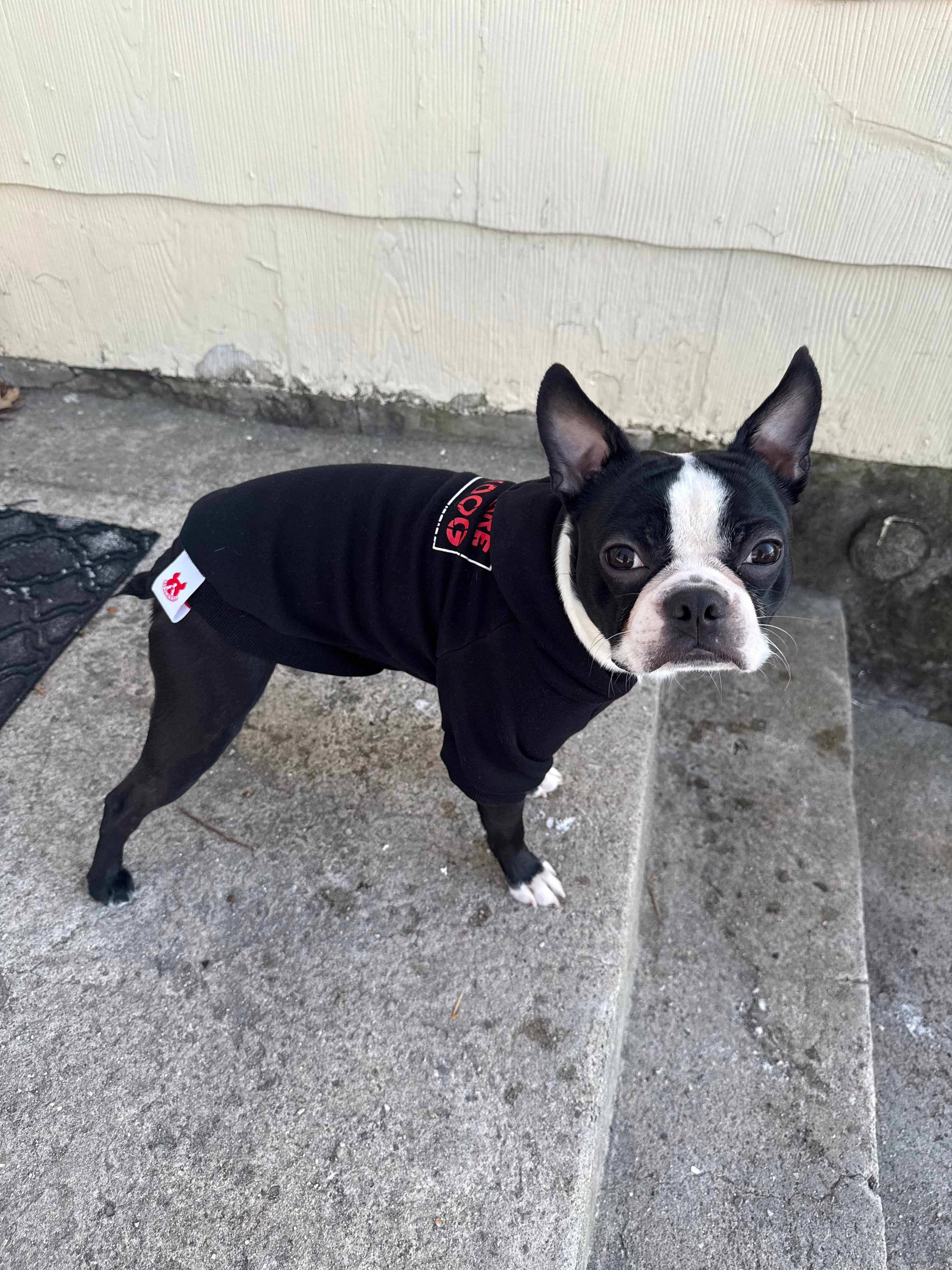 Beware of Dog Hoodie