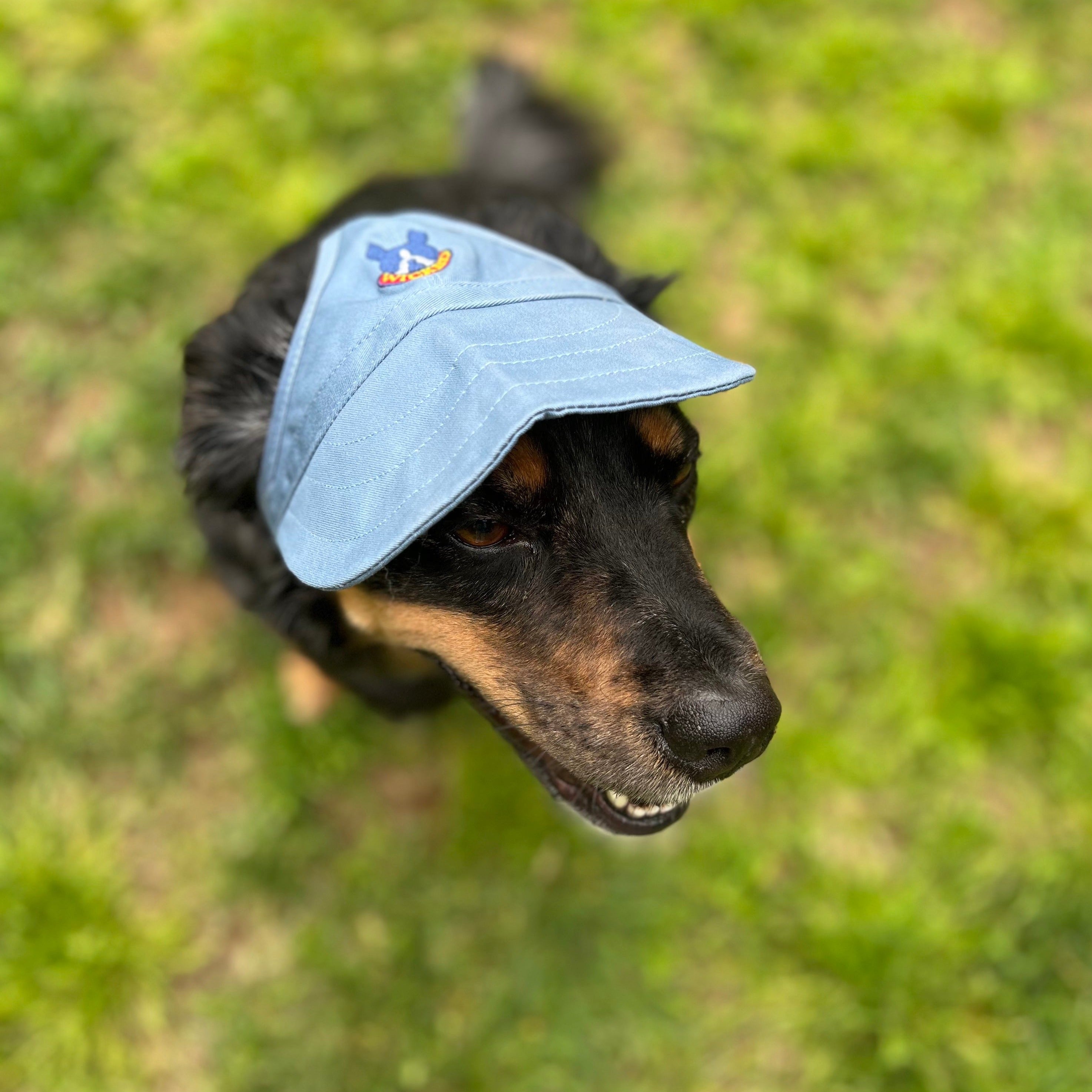 Dog Hat
