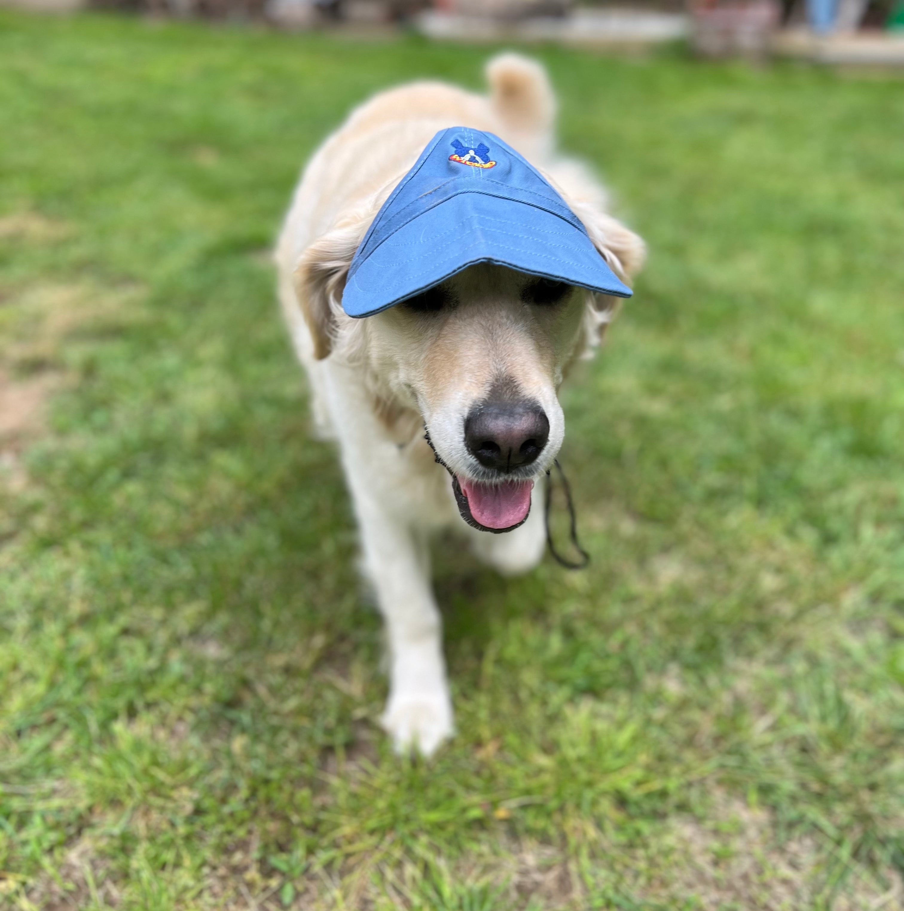Dog Hat