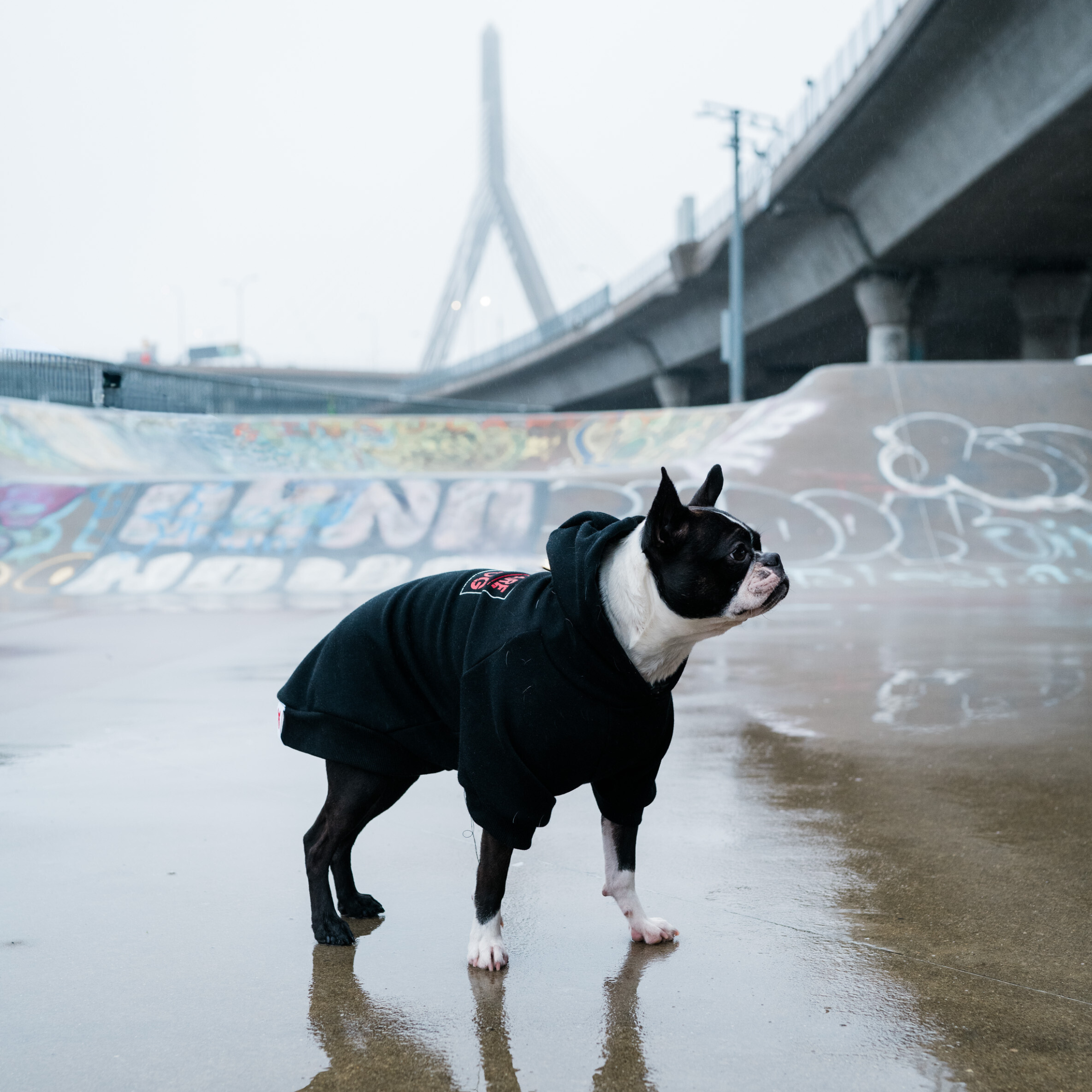 Beware of Dog Hoodie