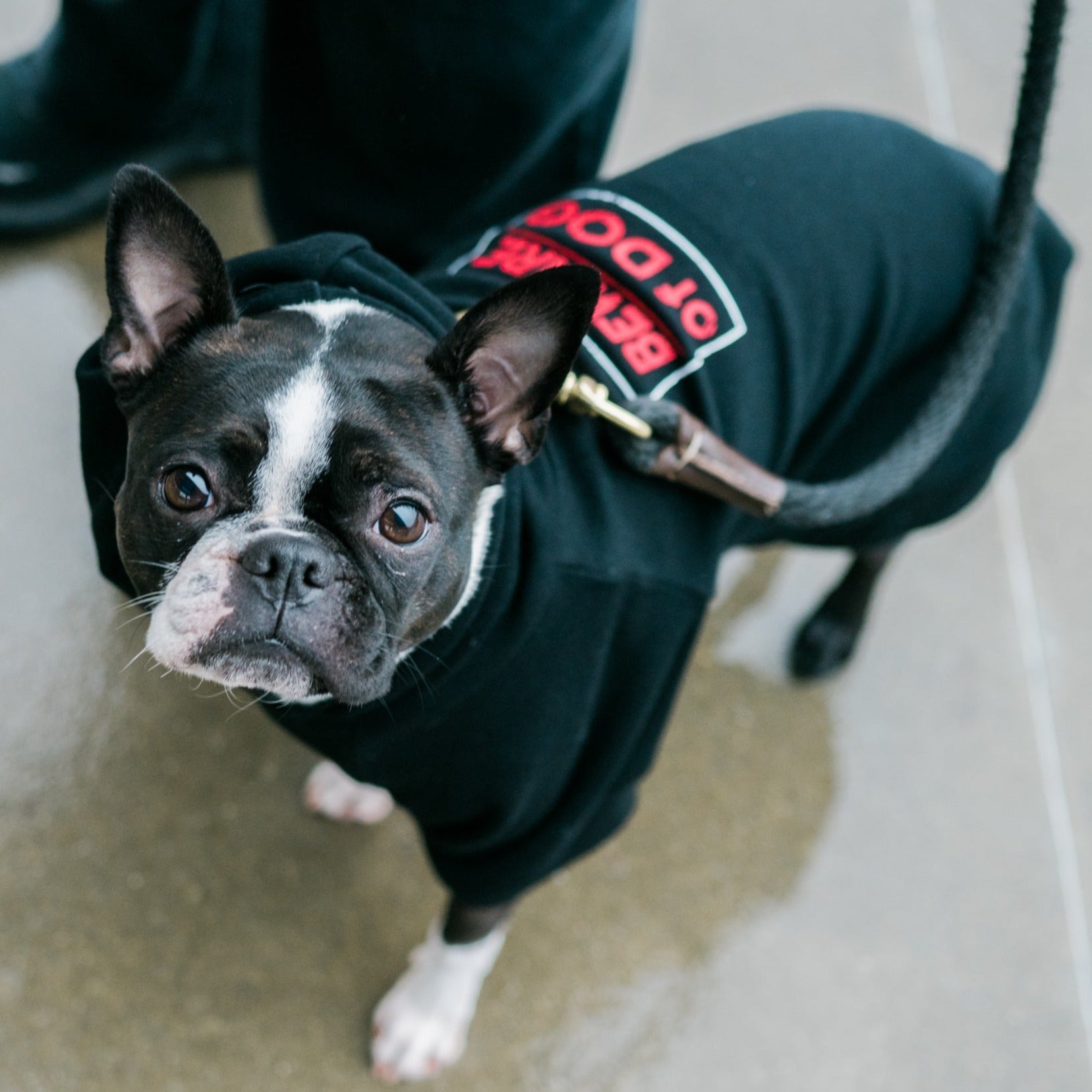 Beware of Dog Hoodie