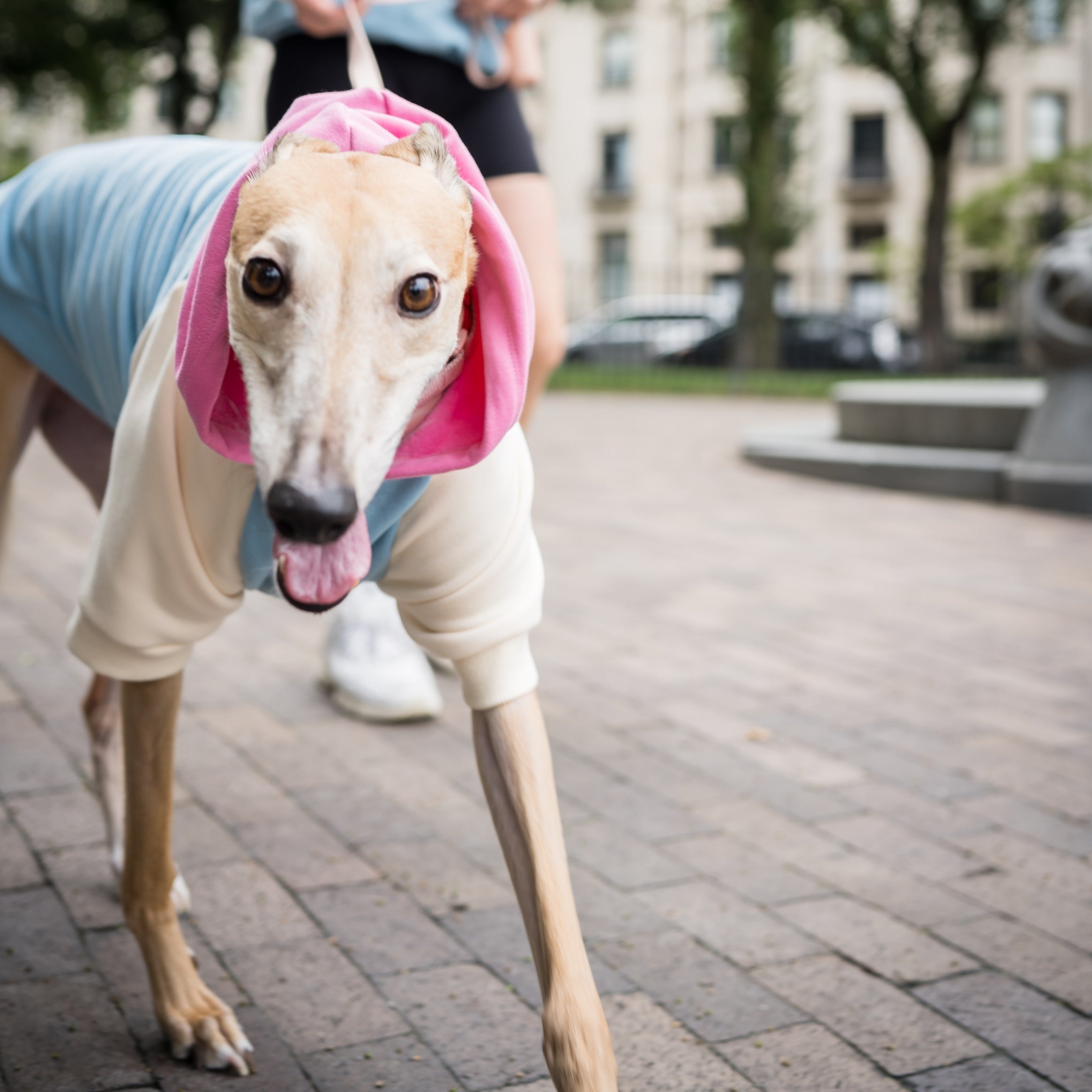 Cotton Canine Hoodie