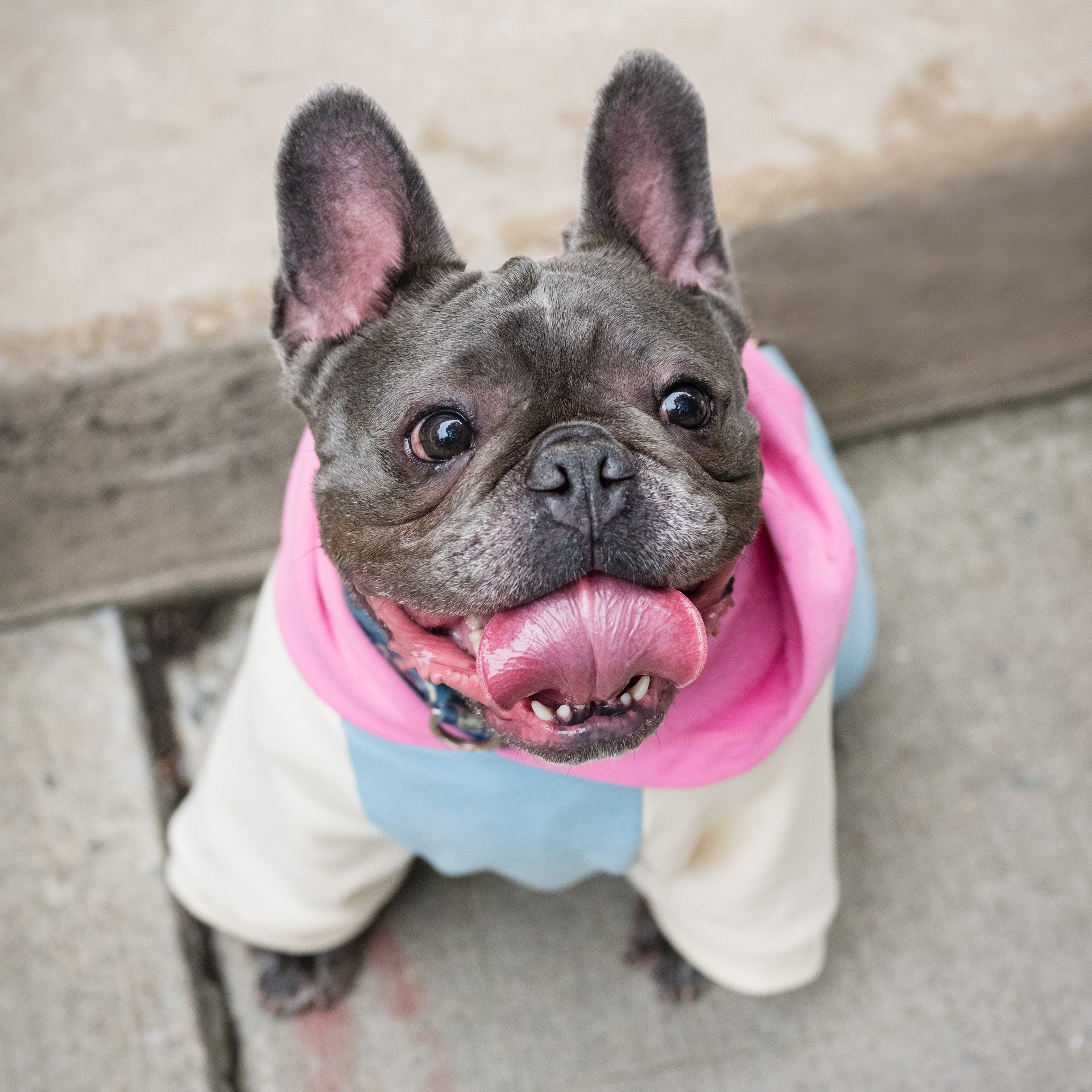 Cotton Canine Hoodie