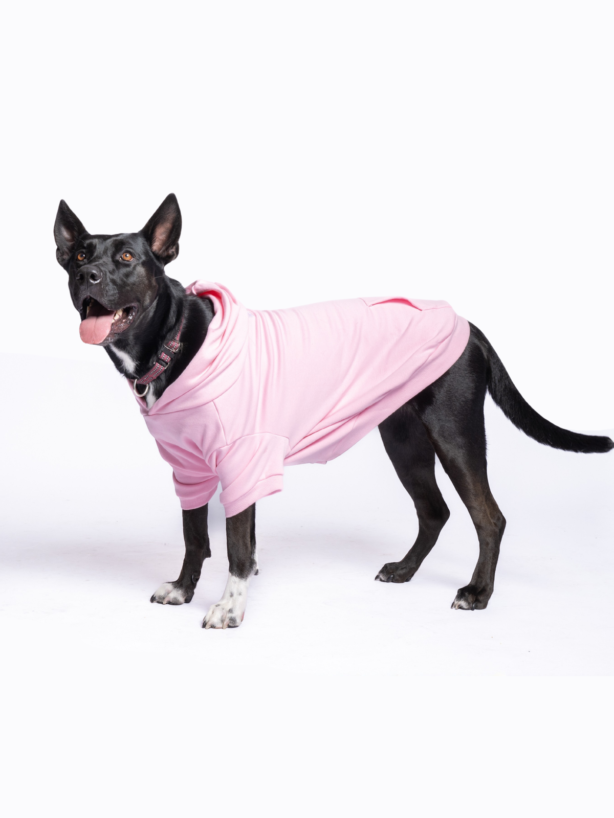 Brussels the Shepherd mix is wearing size 3XL