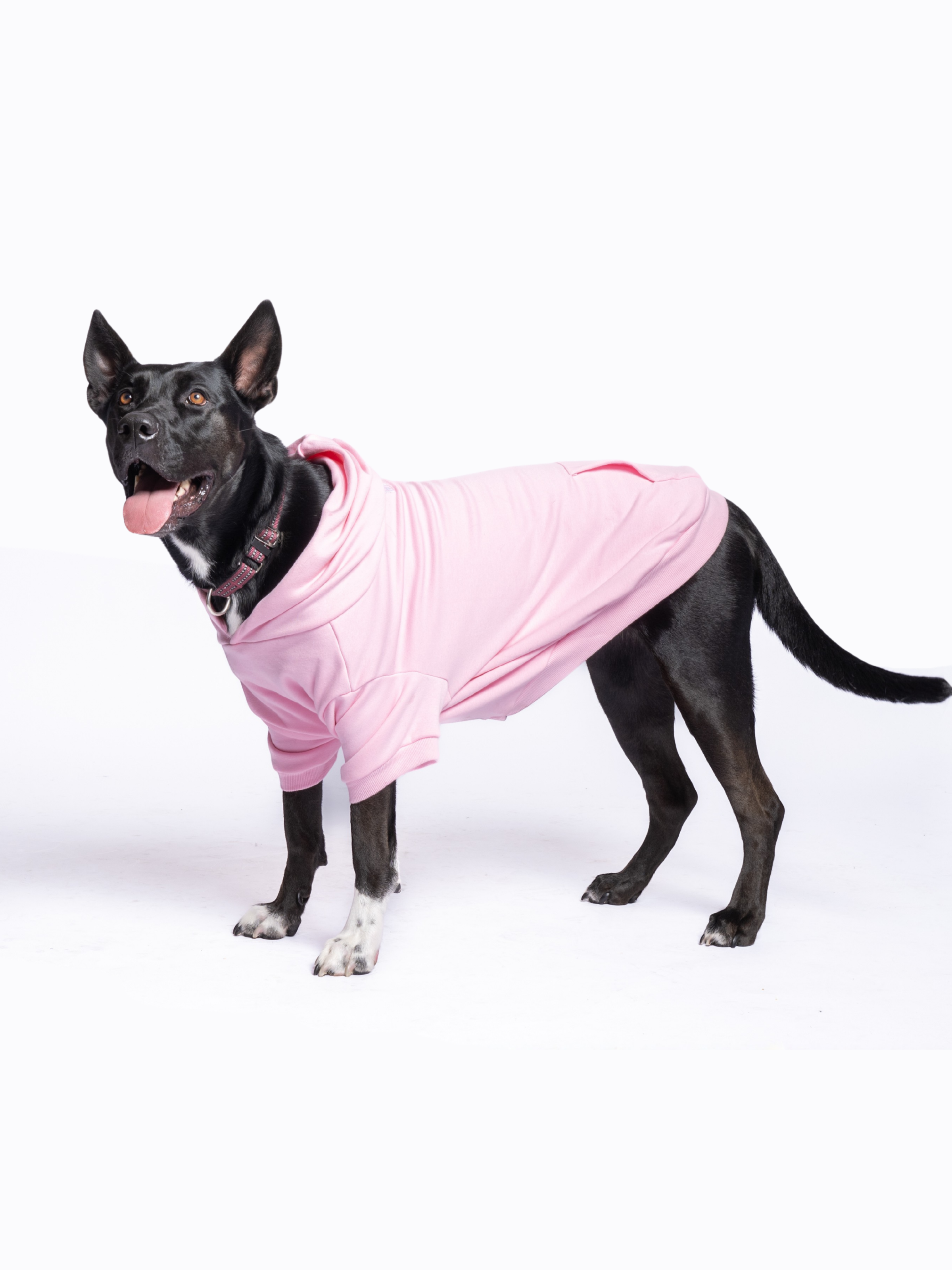 Wicked Bitch Dog Hoodie