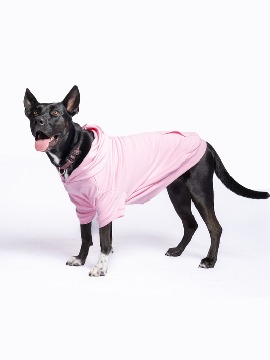 Brussels the Shepherd mix is wearing size 3XL