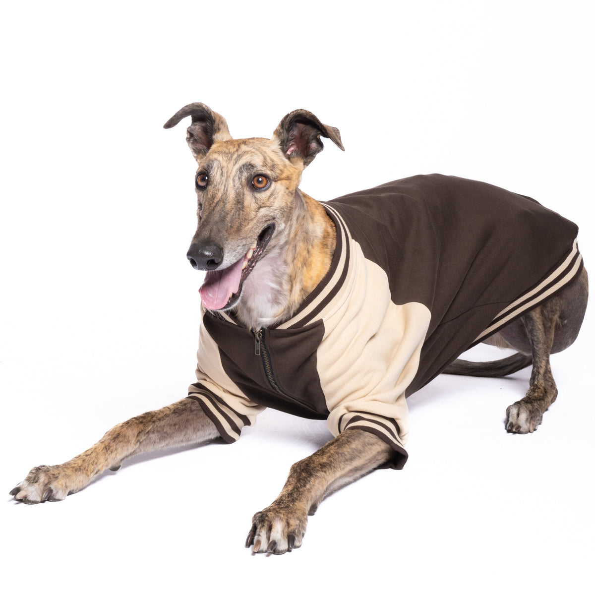 Dog Full-Zip Sweatshirt — Espresso