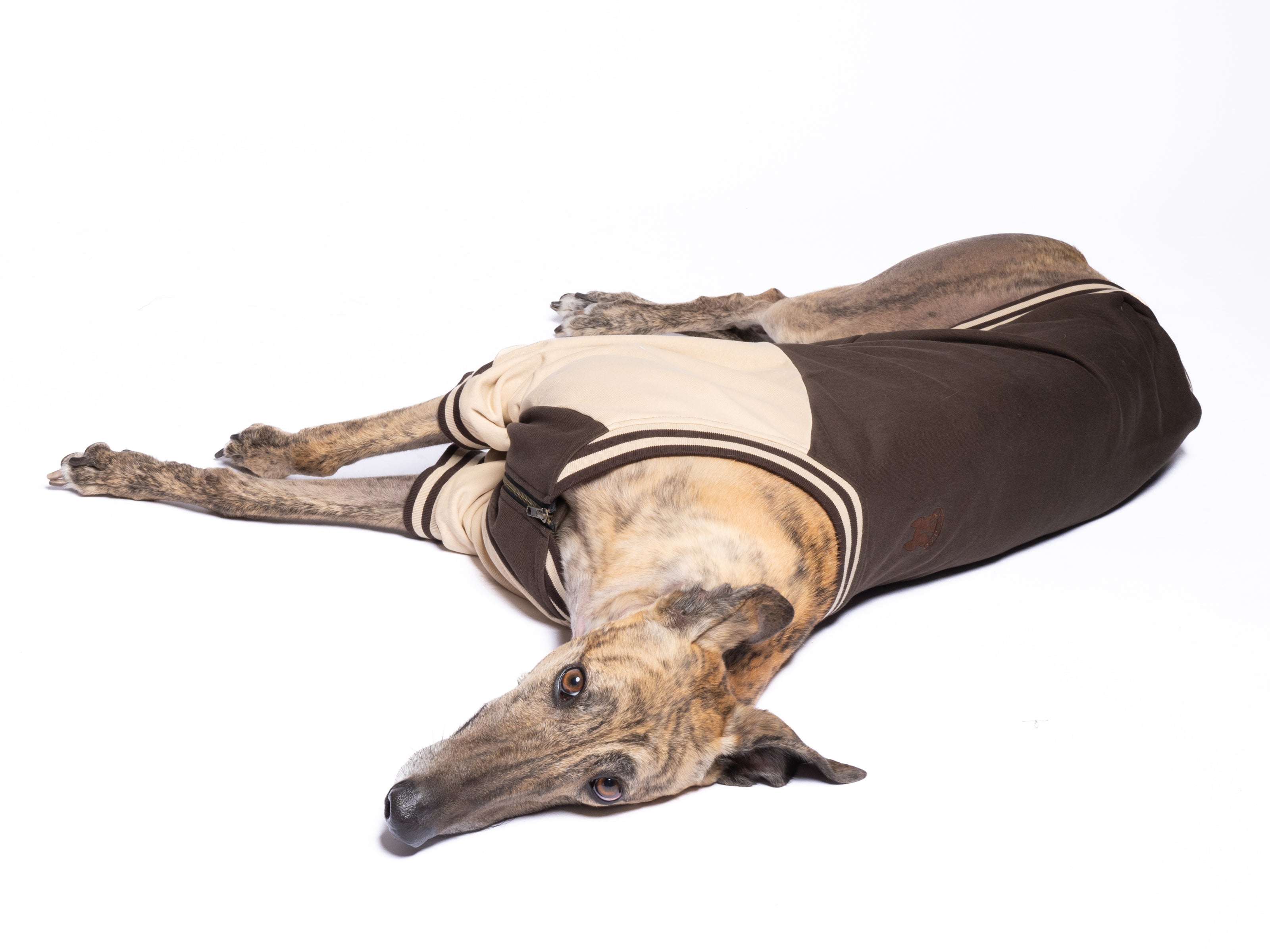 Dog Full-Zip Sweatshirt — Espresso