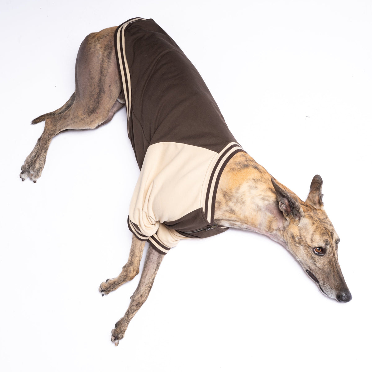 Full-Zip Sweatshirt — Espresso