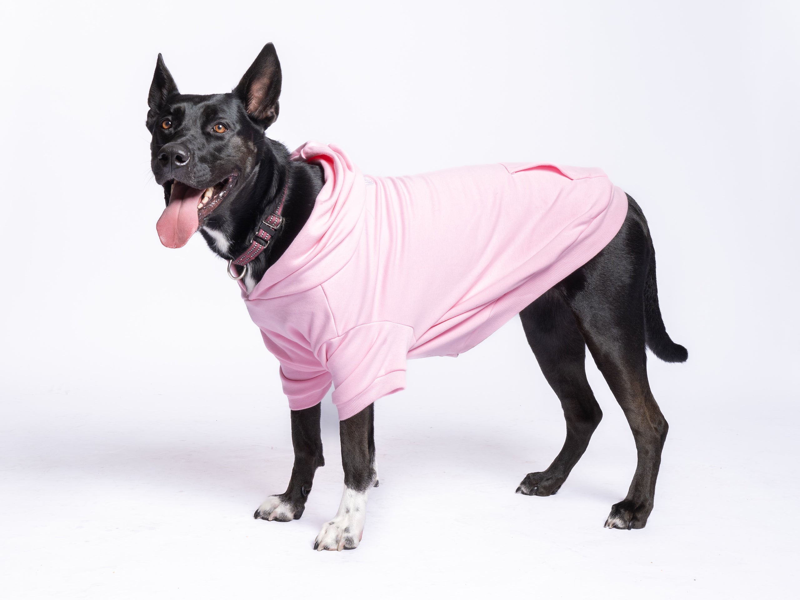 Wicked Bitch Dog Hoodie